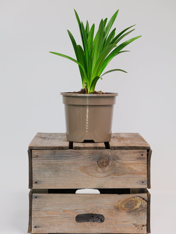 Agapanthus Black Buddhist comes in a 2L nursery pot (medium).